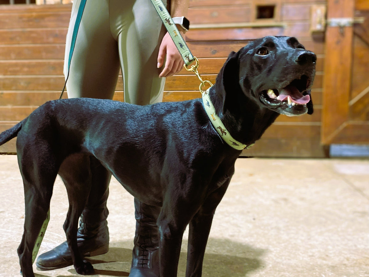 Dog Collar Foxhunting