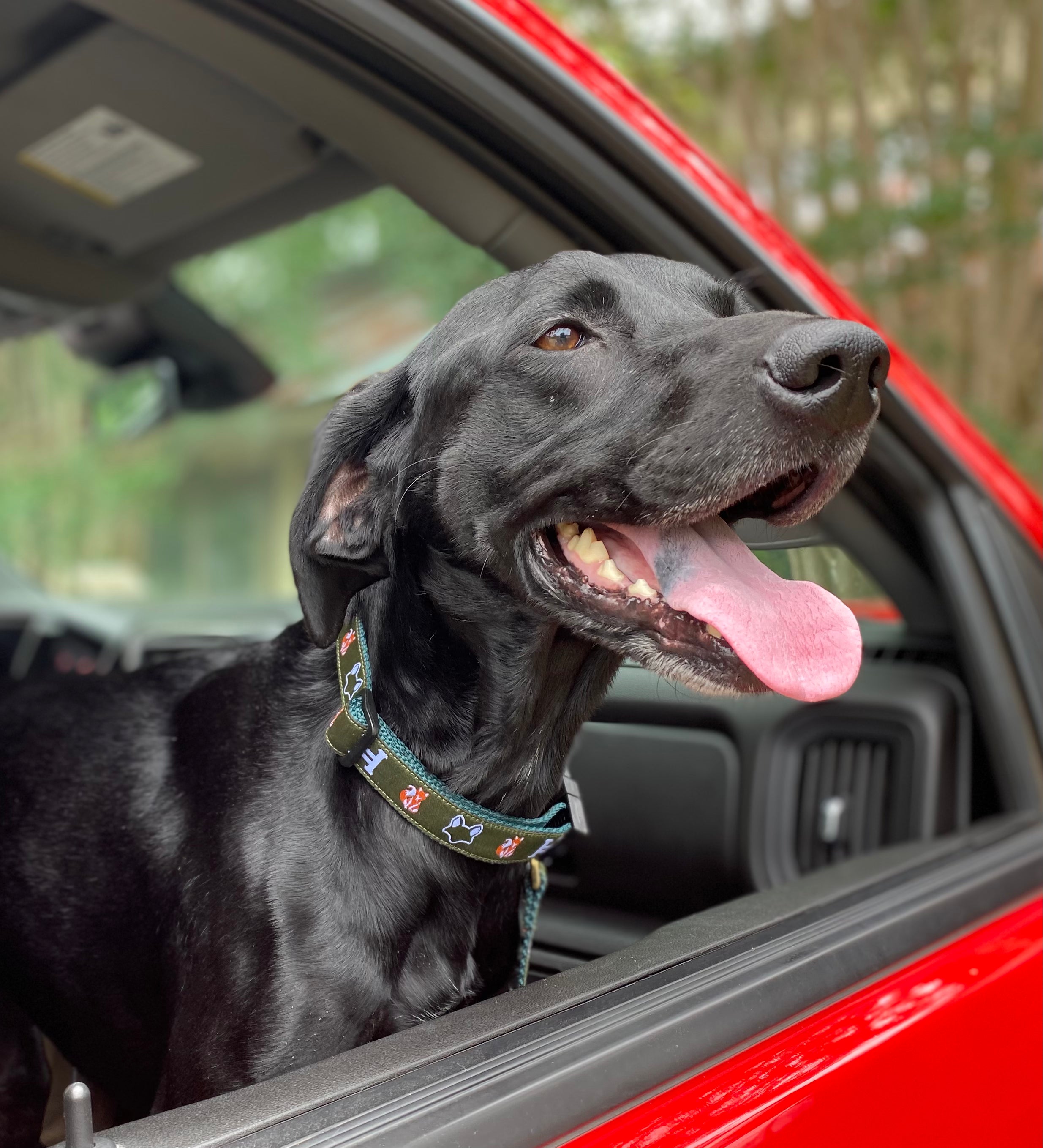Dog Collar Logo Trio